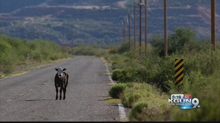 Babies of the Sonoran Desert