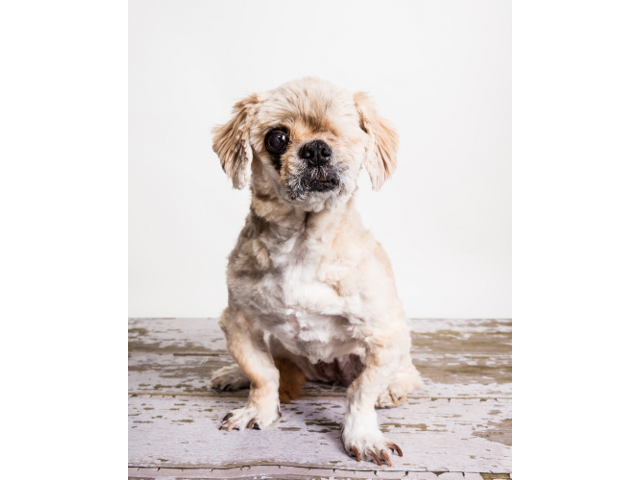 pacc dogs senior ready for adoption at pacc kgun9 pacc dogs senior ready for adoption at pacc kgun9