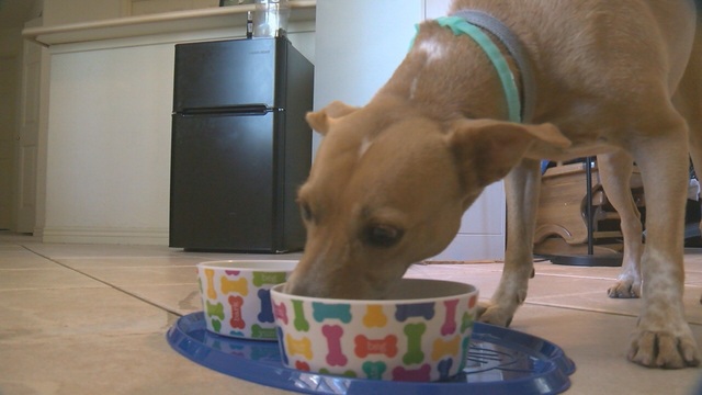 Is your pet food safe? - KGUN