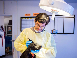 the puppy place tucson pacc rescues puppy left in truck bed at mall kgun9 the puppy place tucson pacc rescues puppy left in truck bed at mall kgun9