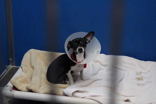 Pima County animal shelter desperately needs adoptions - KGUN9.com