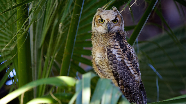 Babies of the Sonoran Desert