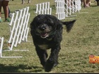 Handi dogs