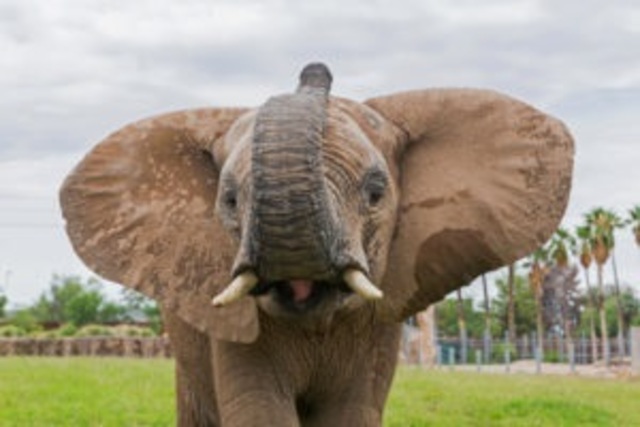 Elephant dies at Reid Park Zoo