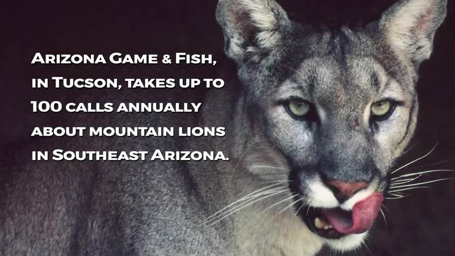 Mountain lion safety tips If you see one, what should you do?