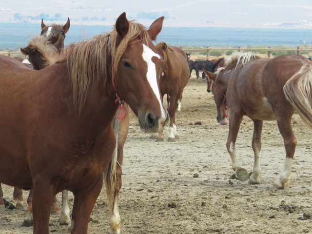Horse Shootings prompt investigation in Arizona